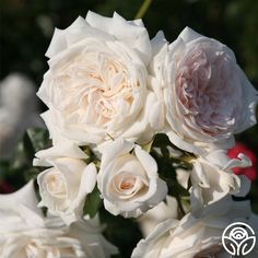 a bouquet of white and pink roses