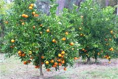 an orange tree with lots of fruit growing on it