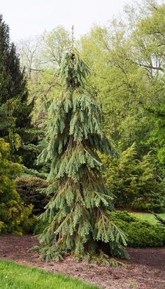 a very tall pine tree sitting in the middle of a lush green park filled with lots of trees