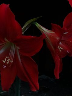 two large red flowers with white stamens