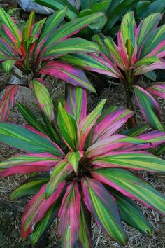 some pink and green plants in the grass