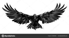 a black and white photo of a bird with its wings spread