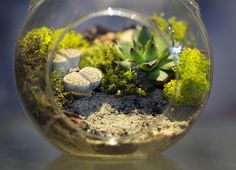 a glass vase filled with plants and rocks