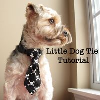 a small dog wearing a black tie with white crosses on it's neck sitting in front of a window