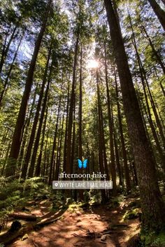 the sun shines through the trees in the forest on a path that is surrounded by tall