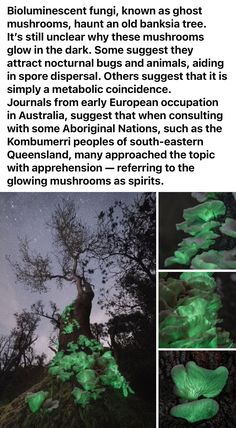 an article about glow in the dark mushrooms and their uses, including photoshopping