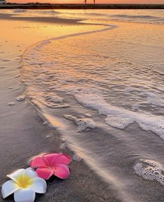 two flowers are laying in the sand at the beach as the sun sets over the ocean