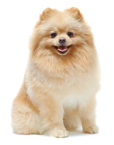 a small brown dog sitting on top of a white floor