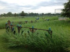 several blue birds are sitting in the tall grass near a fence with barbed wire on it