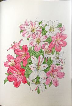 a drawing of pink and white flowers in a book with colored pencils on paper