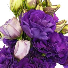 a bouquet of purple flowers on a white background