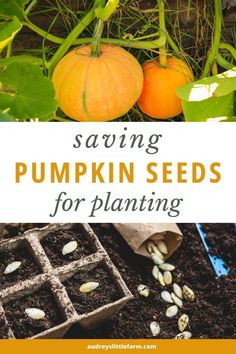 pumpkins growing in the garden with text saying saving pumpkin seeds for planting