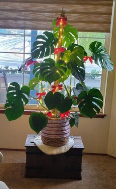 a large potted plant sitting on top of a wooden table next to a window