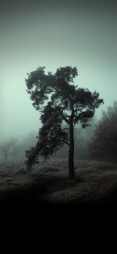 a lone tree in the middle of a foggy field