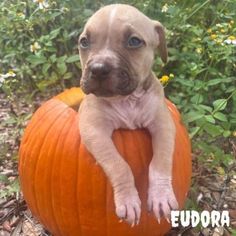 a puppy is sitting on top of a pumpkin