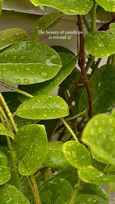 green leaves with water drops on them and a quote about the beauty of raindrops