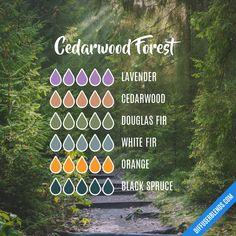 Cedarwood Forest Cypress Essential Oil Blends, Witchy Oils, Candle Scents Recipes, Essential Oil Roller Bottle Recipes, Scent Blends, White Fir, Kitchen Witch Recipes, Homemade Perfume, Fragrance Blends