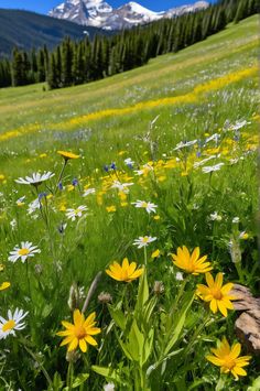 Experience the serenity of a high-altitude meadow in the Colorado Rockies. Wildflowers, grasses, and snow-capped peaks create a breathtaking panorama. #Colorado #Nature Rocky Mountain Wildflowers, Pokemon Calendar, Calendar Aesthetic, Colorful Carpet, Garden Of Lights, Colorado Wildflowers, Field Of Wildflowers, Alpine Meadow, Mountain High