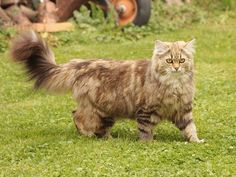 a cat standing on top of a lush green field next to an old motorcycle in the background