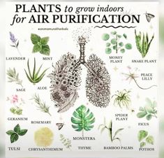 an illustration of plants to grow indoors for air purification