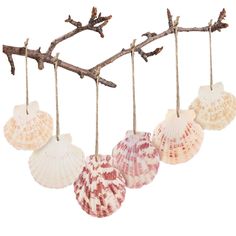 several seashells hanging from a branch on a white background