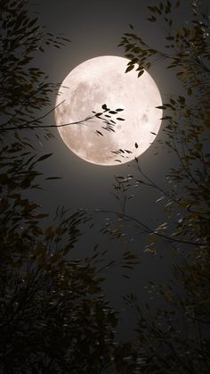 the full moon is seen through some trees in front of a dark sky with no clouds