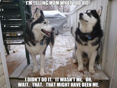 two husky dogs standing next to each other in the snow with caption that says, i'm telling mom what you did