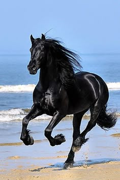 a black horse is running on the beach