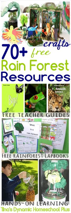 Rainforest Classroom, Rainforest Crafts, Rainforest Project, Rainforest Activities, Free Rain, Magic Tree House Books, Rainforest Theme, Forest Resources, Magic Tree House