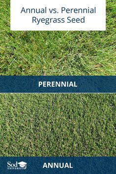 the annual vs perennial ryegrass seed