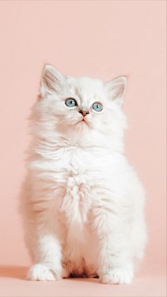 a white kitten with blue eyes sitting on a pink background and looking at the camera