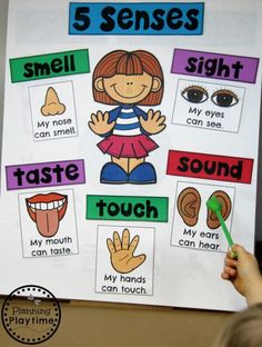 5 Senses Preschool, Five Senses Worksheet, Preschool Charts