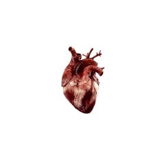 Bones Aesthetic Png, Card Icon Aesthetic, Blood Overlays For Edits, Aesthetic Objects Png, Human Heart Png, Heart Png Aesthetic, Blood Overlay, Red Pngs Aesthetic, Blood Overlays