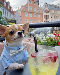 a small dog sitting at a table with a drink