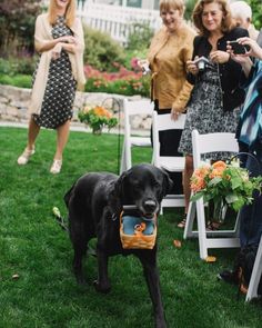 a black dog walking down a grass covered field next to white folding chairs and people