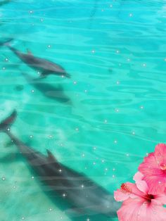 two dolphins swimming in the water next to a pink flower