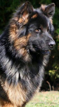 a large black and brown dog standing in the grass