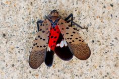 TIME for Kids | Bye-Bye, Lanternfly Spotted Lanternfly, Bye Bye, Agriculture, Pennsylvania, For Kids, United States