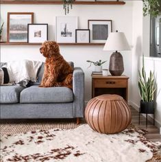 a brown dog sitting on top of a couch in a living room next to a lamp