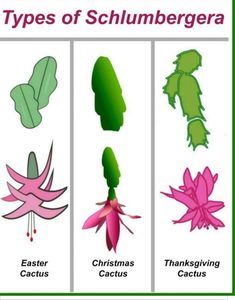 four types of schlumberra