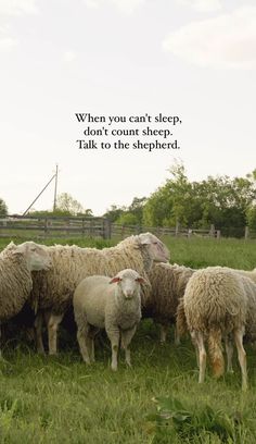 a herd of sheep standing on top of a lush green field