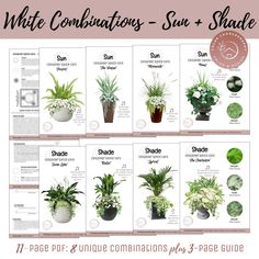 the white combinations succulent and shade guide for houseplants, including potted plants