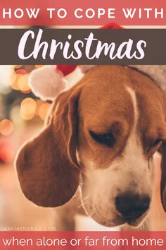 a brown and white dog wearing a santa hat with the words, how to cope with christmas