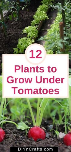 some plants that are growing in the dirt with text overlay reading 12 plants to grow under tomatoes