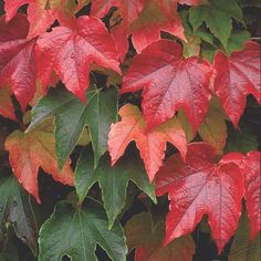 red and green leaves on a tree in the fall