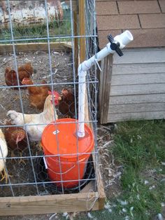 several chickens in a cage eating out of an orange bucket next to a chicken feeder