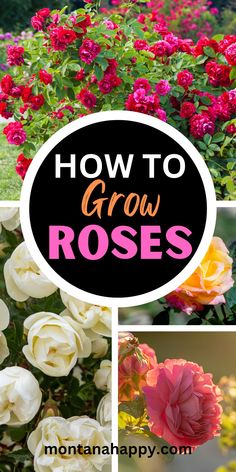 several different types of flowers with the words how to grow roses