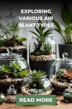 Variety of succulents and air plants in glass containers with text "Exploring Various Air Plant Types".