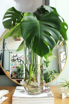 a plant in a vase sitting on top of a table