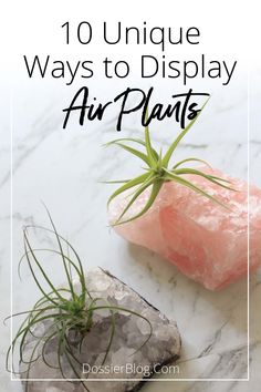 air plants and rocks with the title 10 unique ways to display air plants